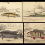 1843 FISH ART 1ed Jardine Naturalist Ichthyology Fishing Guiana Natural History