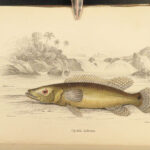 1843 FISH ART 1ed Jardine Naturalist Ichthyology Fishing Guiana Natural History