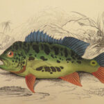 1843 FISH ART 1ed Jardine Naturalist Ichthyology Fishing Guiana Natural History