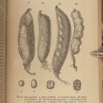 1868 1ed Charles Darwin Variation Under Domestication Biology Plant Evolution 2v