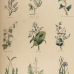1850 Family Physician Nicholas Culpeper Complete HERBAL Medicine for Poor Cures