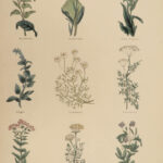 1850 Family Physician Nicholas Culpeper Complete HERBAL Medicine for Poor Cures