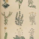 1850 Family Physician Nicholas Culpeper Complete HERBAL Medicine for Poor Cures