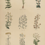 1850 Family Physician Nicholas Culpeper Complete HERBAL Medicine for Poor Cures