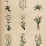 1850 Family Physician Nicholas Culpeper Complete HERBAL Medicine for Poor Cures