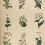 1850 Family Physician Nicholas Culpeper Complete HERBAL Medicine for Poor Cures