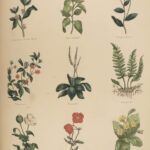 1850 Family Physician Nicholas Culpeper Complete HERBAL Medicine for Poor Cures