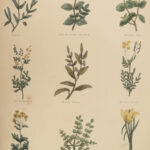 1850 Family Physician Nicholas Culpeper Complete HERBAL Medicine for Poor Cures