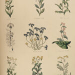 1850 Family Physician Nicholas Culpeper Complete HERBAL Medicine for Poor Cures