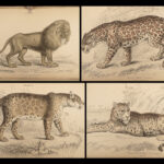 1844 CATS Lions Jaguars Tigers Bobcats Illustrated Jardine Naturalist Mammalia