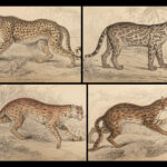 1844 CATS Lions Jaguars Tigers Bobcats Illustrated Jardine Naturalist Mammalia