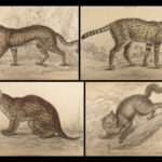 1844 CATS Lions Jaguars Tigers Bobcats Illustrated Jardine Naturalist Mammalia