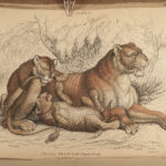 1844 CATS Lions Jaguars Tigers Bobcats Illustrated Jardine Naturalist Mammalia