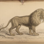 1844 CATS Lions Jaguars Tigers Bobcats Illustrated Jardine Naturalist Mammalia