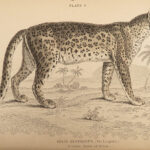 1844 CATS Lions Jaguars Tigers Bobcats Illustrated Jardine Naturalist Mammalia