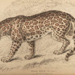 1844 CATS Lions Jaguars Tigers Bobcats Illustrated Jardine Naturalist Mammalia