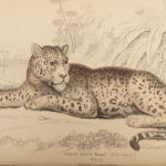 1844 CATS Lions Jaguars Tigers Bobcats Illustrated Jardine Naturalist Mammalia