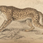 1844 CATS Lions Jaguars Tigers Bobcats Illustrated Jardine Naturalist Mammalia