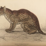1844 CATS Lions Jaguars Tigers Bobcats Illustrated Jardine Naturalist Mammalia