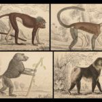 1844 MONKEYS Jardine Illustrated Primate Mandrill Baboon Color Evolution Macaque