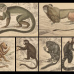 1844 MONKEYS Jardine Illustrated Primate Mandrill Baboon Color Evolution Macaque