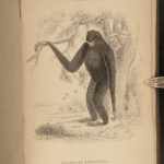 1844 MONKEYS Jardine Illustrated Primate Mandrill Baboon Color Evolution Macaque