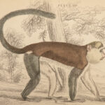 1844 MONKEYS Jardine Illustrated Primate Mandrill Baboon Color Evolution Macaque