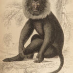 1844 MONKEYS Jardine Illustrated Primate Mandrill Baboon Color Evolution Macaque