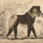 1844 MONKEYS Jardine Illustrated Primate Mandrill Baboon Color Evolution Macaque