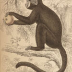 1844 MONKEYS Jardine Illustrated Primate Mandrill Baboon Color Evolution Macaque