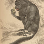 1844 MONKEYS Jardine Illustrated Primate Mandrill Baboon Color Evolution Macaque