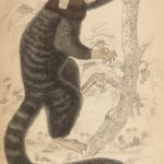 1844 MONKEYS Jardine Illustrated Primate Mandrill Baboon Color Evolution Macaque