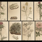 1802 1ed English Botany Plants Sowerby Flowers Illustrated Goutweed Bugloss RARE