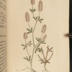 1802 1ed English Botany Plants Sowerby Flowers Illustrated Goutweed Bugloss RARE