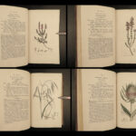 1802 1ed English Botany Plants Sowerby Flowers Meadow Grass Soapwort Illustrated