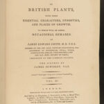 1802 1ed English Botany Plants Sowerby Flowers Meadow Grass Soapwort Illustrated