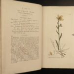 1802 1ed English Botany Plants Sowerby Flowers Meadow Grass Soapwort Illustrated