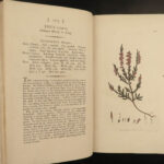 1802 1ed English Botany Plants Sowerby Flowers Meadow Grass Soapwort Illustrated