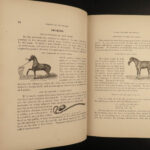 1878 1ed American Stock Farrier Horse Cattle Swine Sheep Equestrian Veterinary