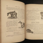 1878 1ed American Stock Farrier Horse Cattle Swine Sheep Equestrian Veterinary