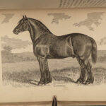 1878 1ed American Stock Farrier Horse Cattle Swine Sheep Equestrian Veterinary