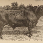 1878 1ed American Stock Farrier Horse Cattle Swine Sheep Equestrian Veterinary