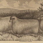 1878 1ed American Stock Farrier Horse Cattle Swine Sheep Equestrian Veterinary