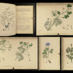 1863 English Botany British Plants Sowerby Botanical ART Cruciferae Flowers