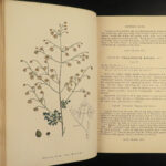 1863 English Botany British Plants Sowerby Botanical ART Cruciferae Flowers