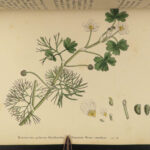 1863 English Botany British Plants Sowerby Botanical ART Cruciferae Flowers