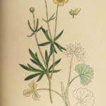 1863 English Botany British Plants Sowerby Botanical ART Cruciferae Flowers