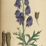 1863 English Botany British Plants Sowerby Botanical ART Cruciferae Flowers