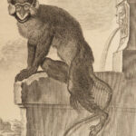 1788 MONKEYS Buffon Natural SCIENCE Illustrated Mandrill Orangutans Apes Primate