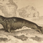 1845 Jardine Naturalist Marine Ocean Walrus Seal Manatee SEA MONSTERS Kraken